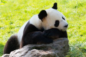 le panda du Zoo de beauval